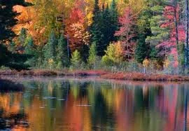 Simple Tips For Winter Pond Care