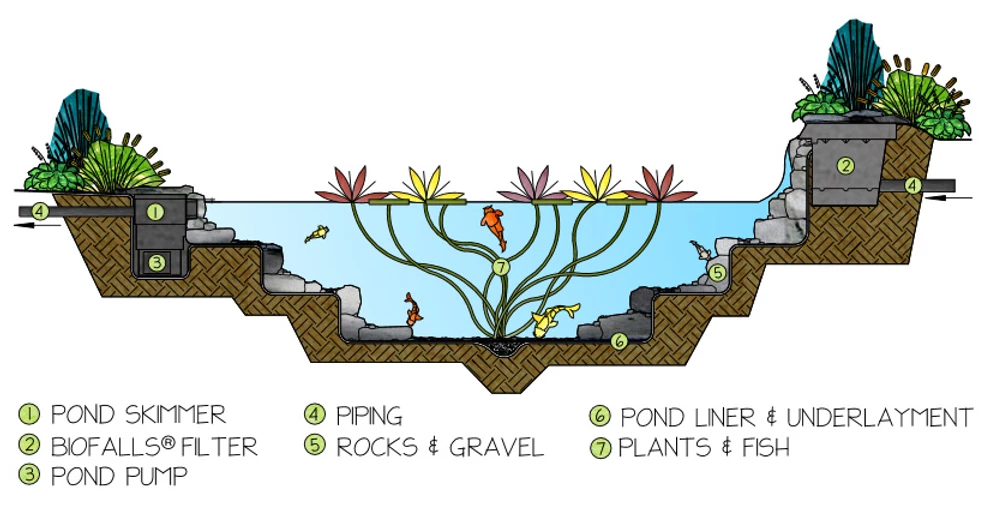 The 5 steps of a balanced ecosystem pond