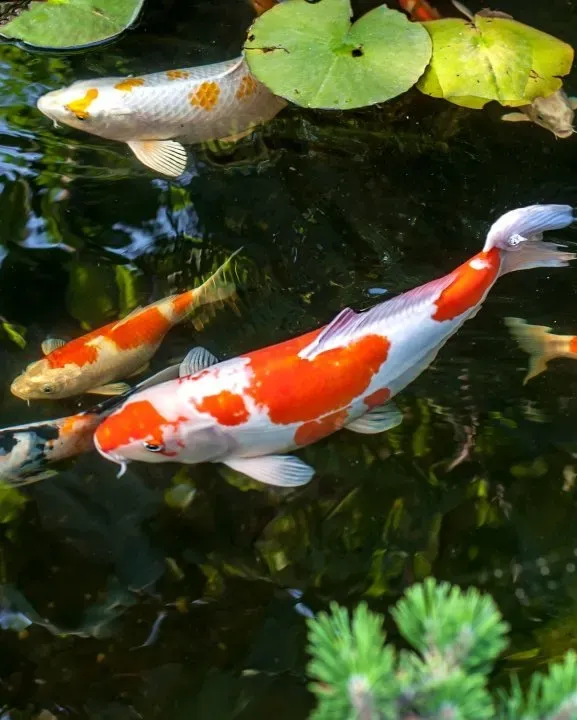 The Beauty of Koi: Explore the Stunning Appearance of These Colorful Fish