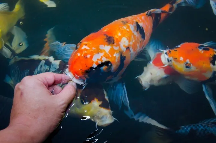 The Beauty of Koi: Explore the Stunning Appearance of These Colorful Fish