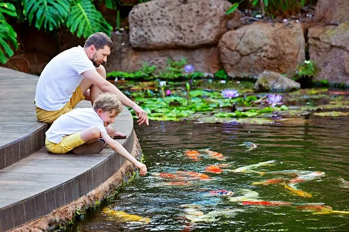 The Complete Guide to Pond and Water Feature Treatments Using Aquascape Products