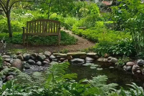 The different types of pond plants