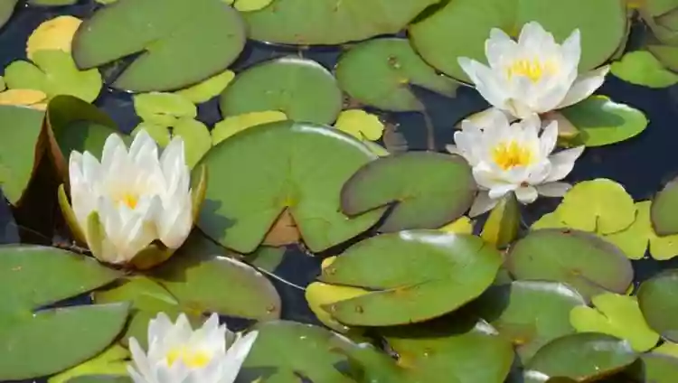 The different types of pond plants