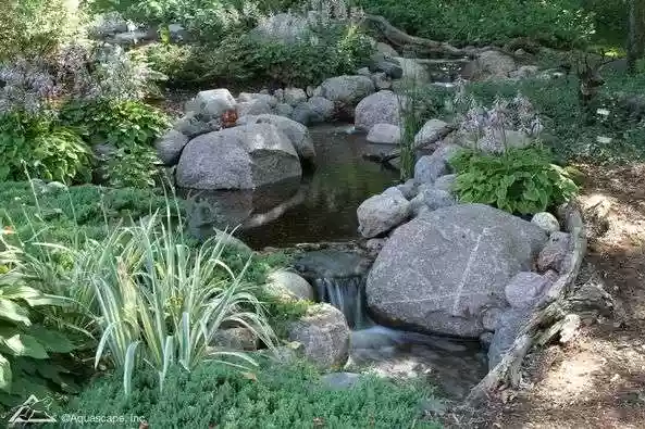 The different types of pond plants