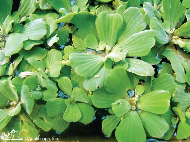 The different types of pond plants