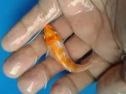 The Joy of Baby Koi