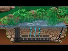 The Power of Wetland Filtration: A Natural Solution for Clear, Healthy Ponds