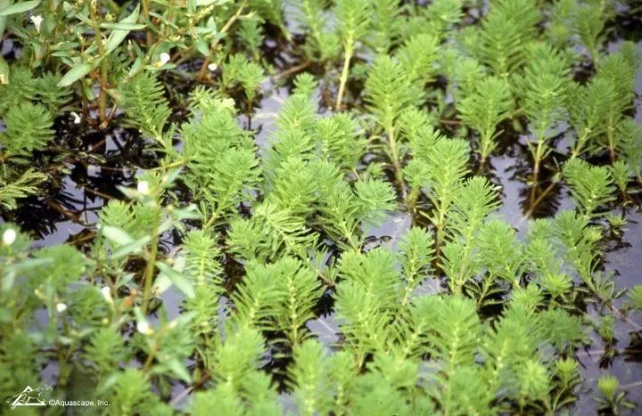 Understanding Your Pond’s Nitrogen Cycle