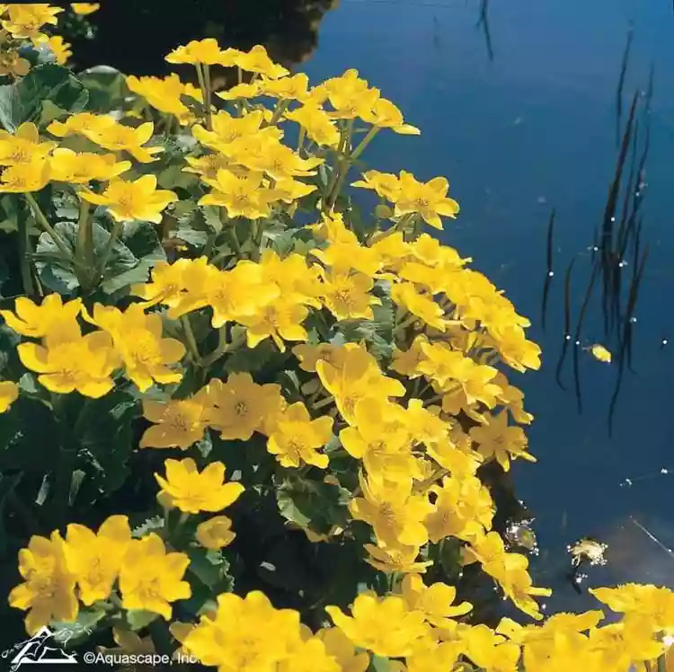 Water gardening Jobs to do this Autumn