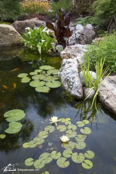 What You Need To Know About Pond Filtration