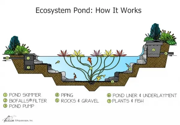 What You Need To Know About Pond Filtration