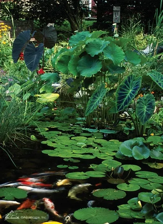 Why You Need Plants in Your Pond