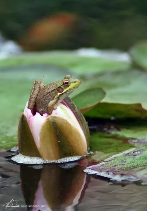 Why You Need Plants in Your Pond
