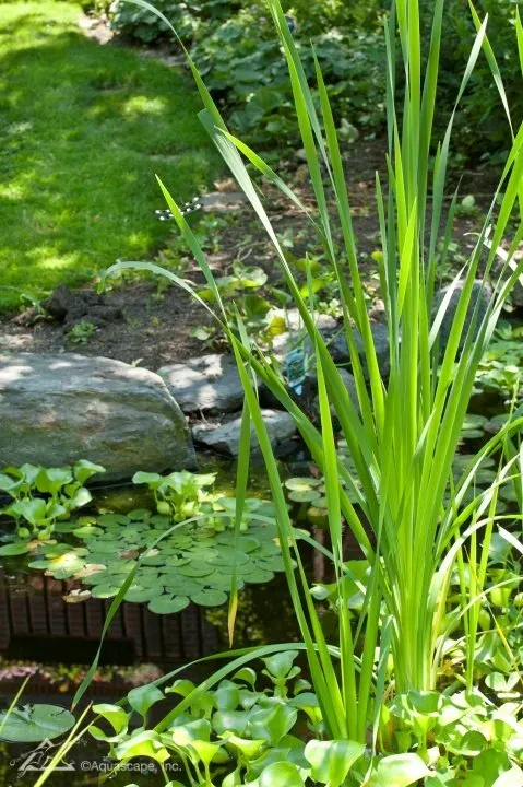 Why You Need Plants in Your Pond