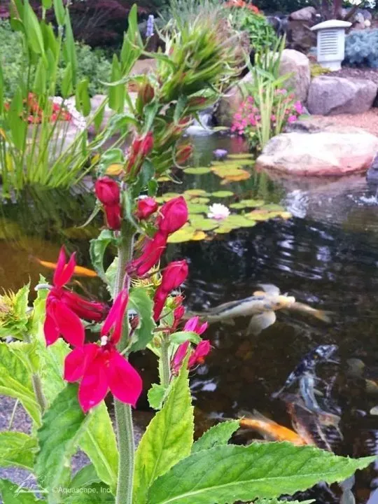 Why You Need Plants in Your Pond