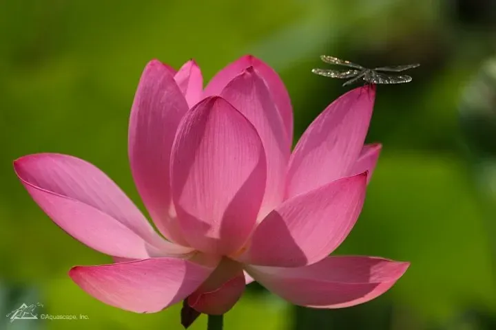 Why You Need Plants in Your Pond