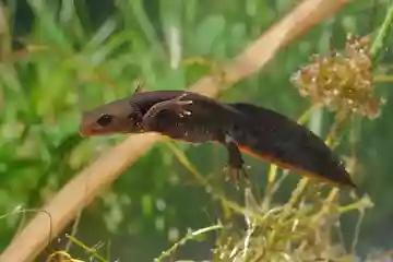 Wildlife ponds, how to attract wildlife into your garden
