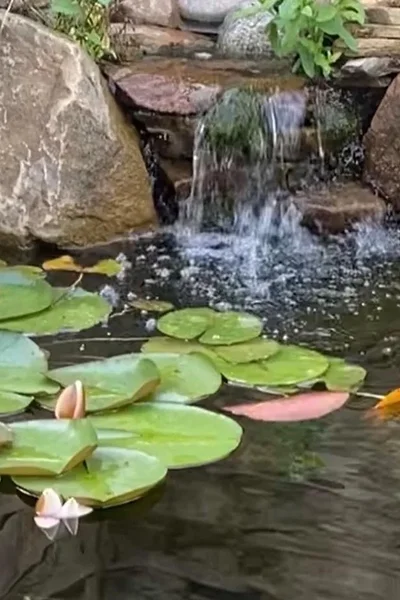 Eco System Ponds Manchester