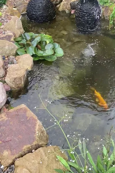 Eco System Ponds Manchester