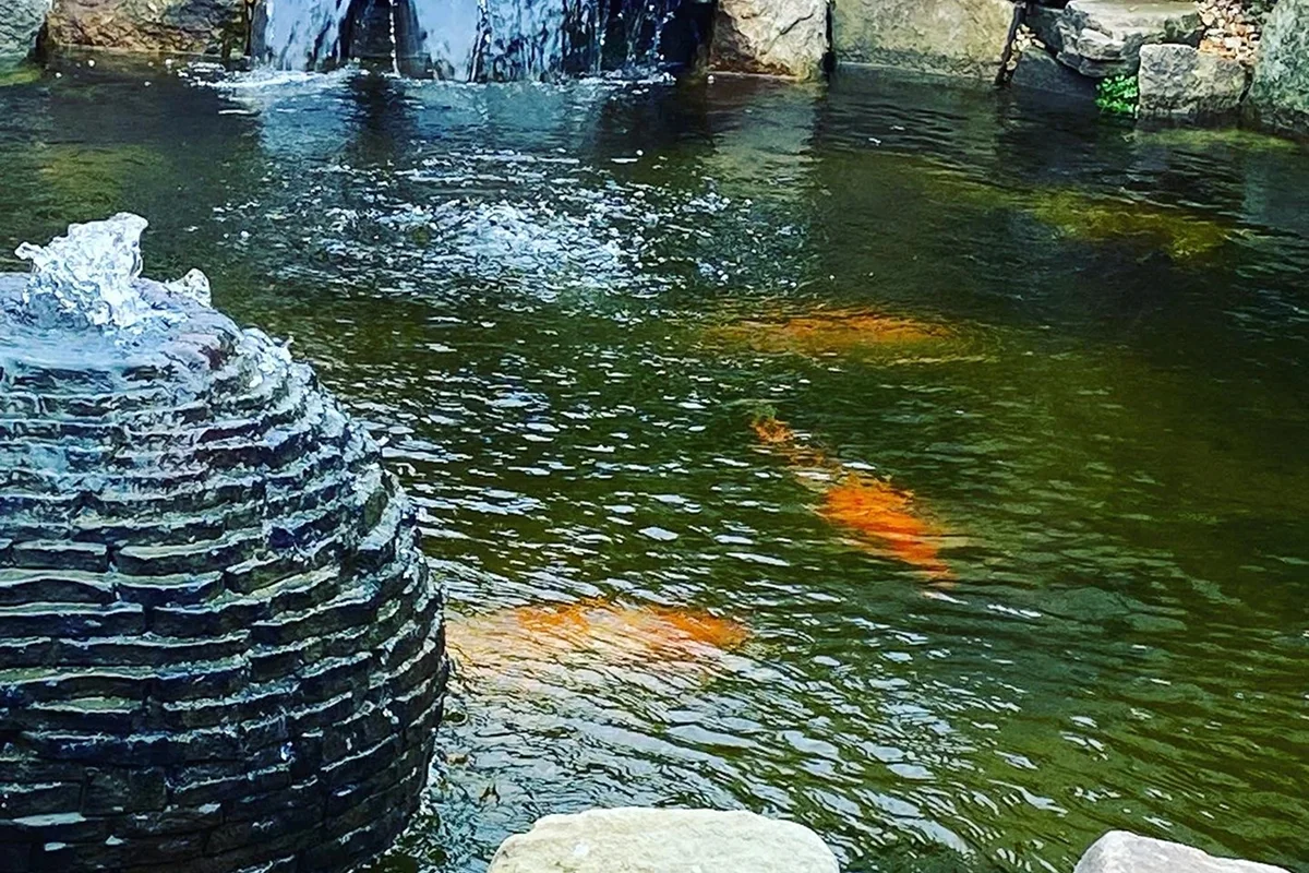 Koi Pond Builders Manchester