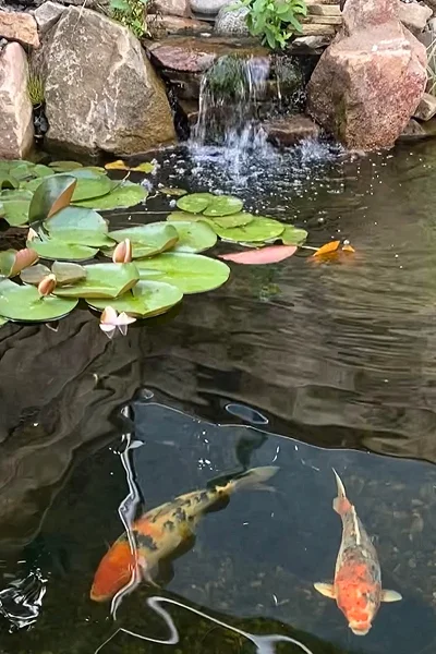 Pond Maintenance Manchester