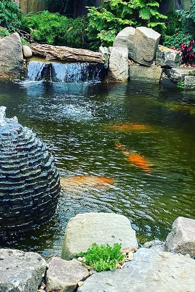 Koi Pond Builders Manchester