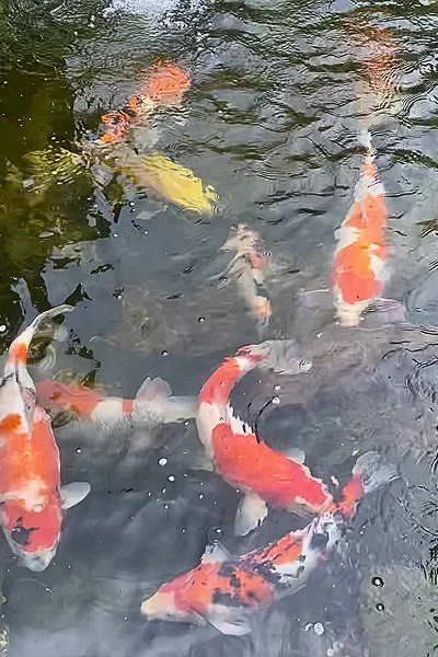 Koi Pond Builders Manchester