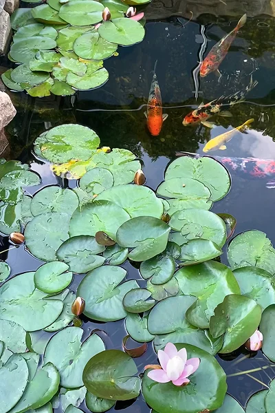 Koi Pond Builders Manchester
