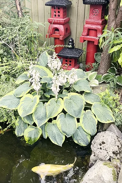 Koi Pond Builders Manchester