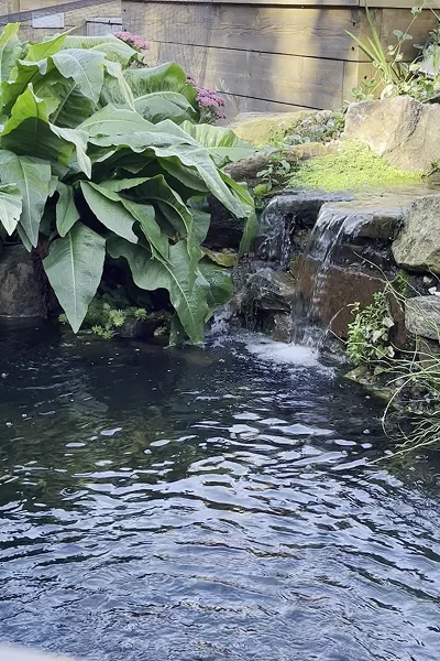 Pond Maintenance Manchester