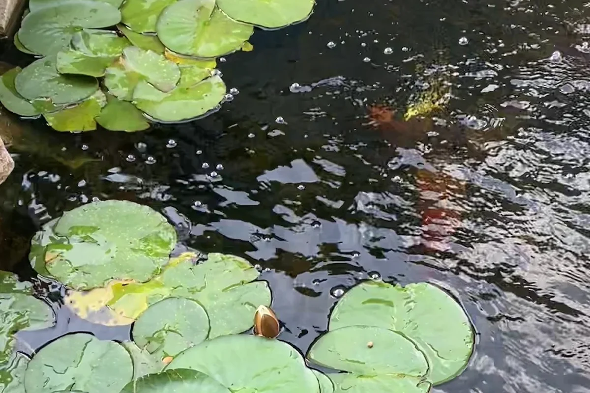 wildlife Ponds Manchester