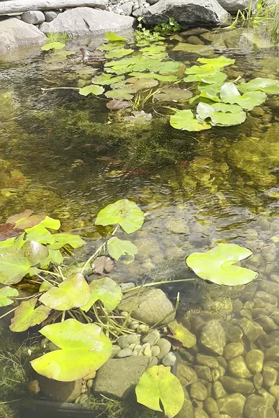 wildlife Ponds Manchester