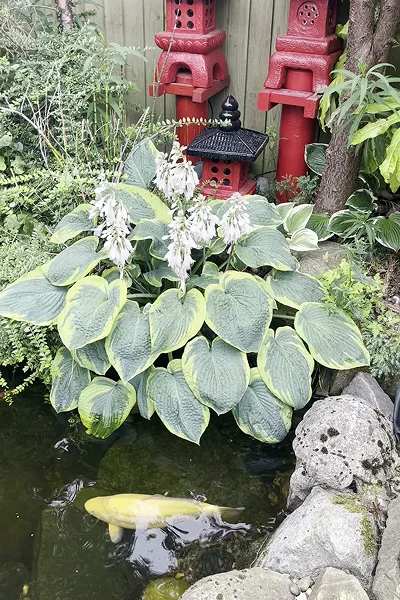wildlife Ponds Manchester