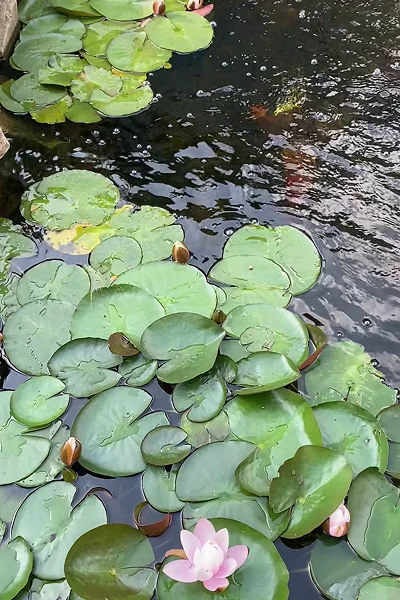 wildlife Ponds Manchester
