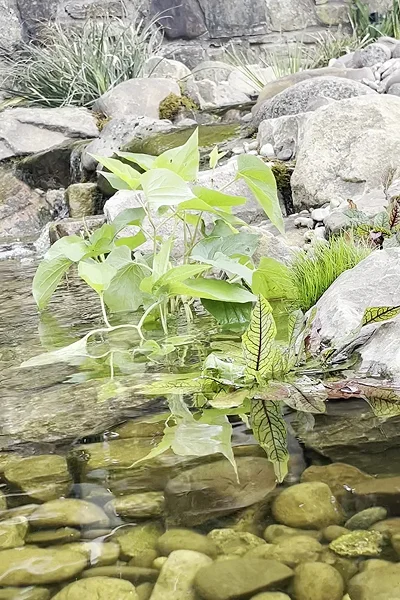 wildlife Ponds Manchester