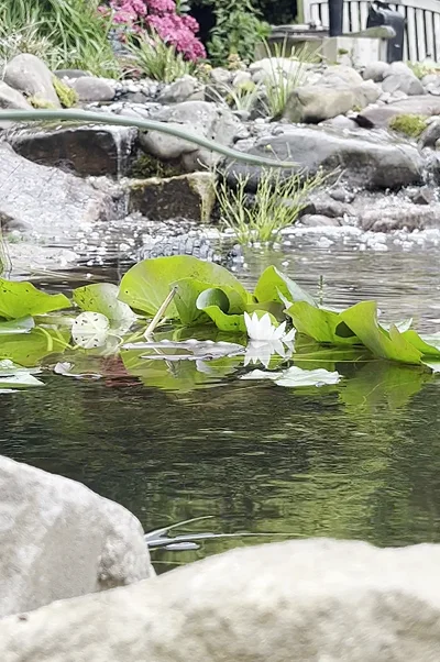 wildlife Ponds Manchester