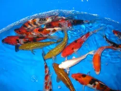 How to care for your Koi in spring