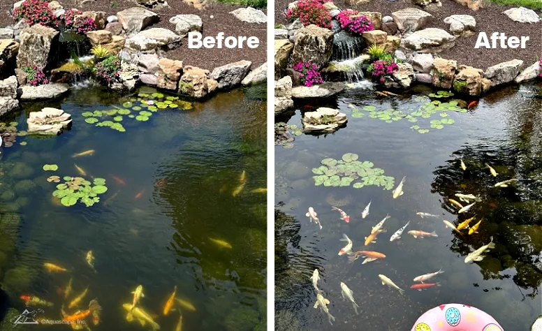 How to care for your Koi in spring