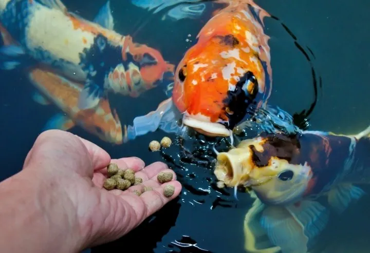 How to care for your Koi in spring