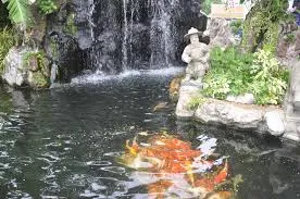 How to care for your Koi in spring