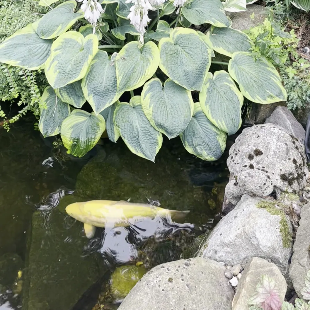 Pond Builders News Manchester