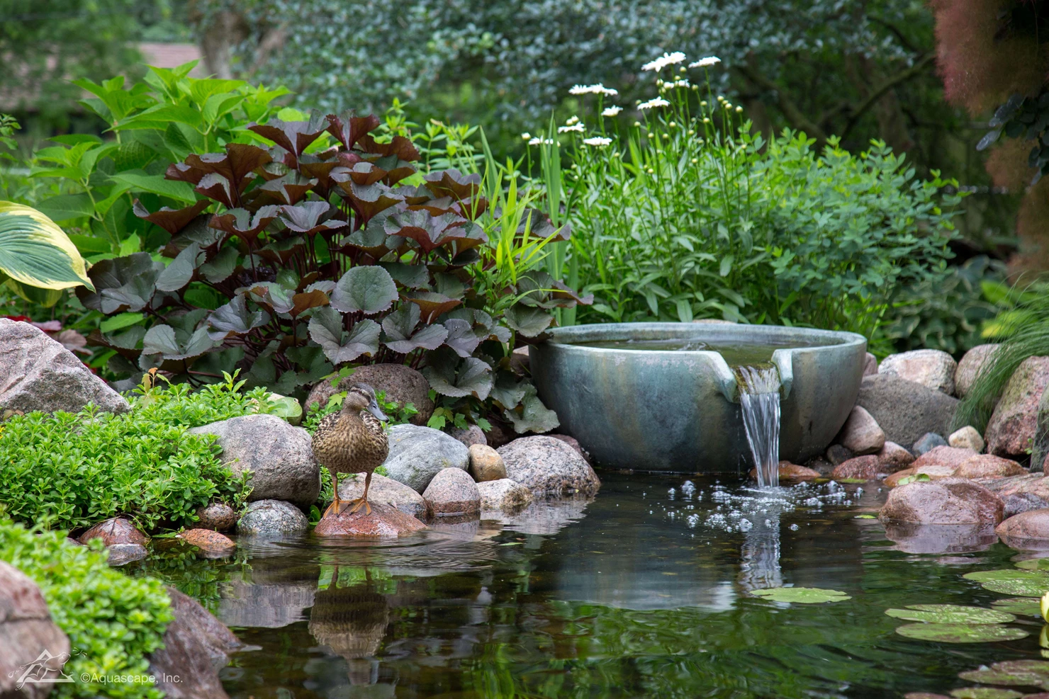 Pond Builders News Manchester