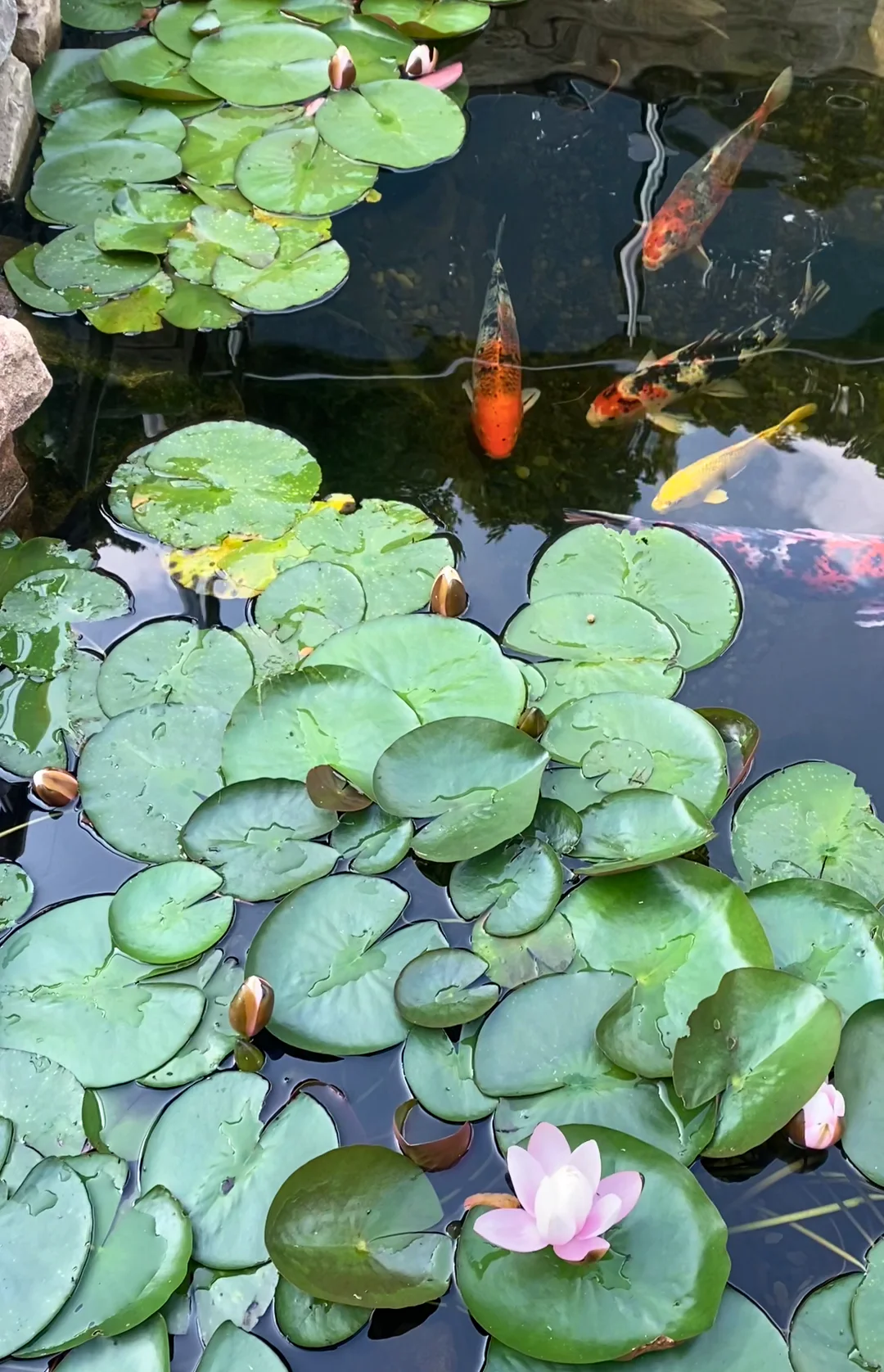 Olympian Water Gardens
