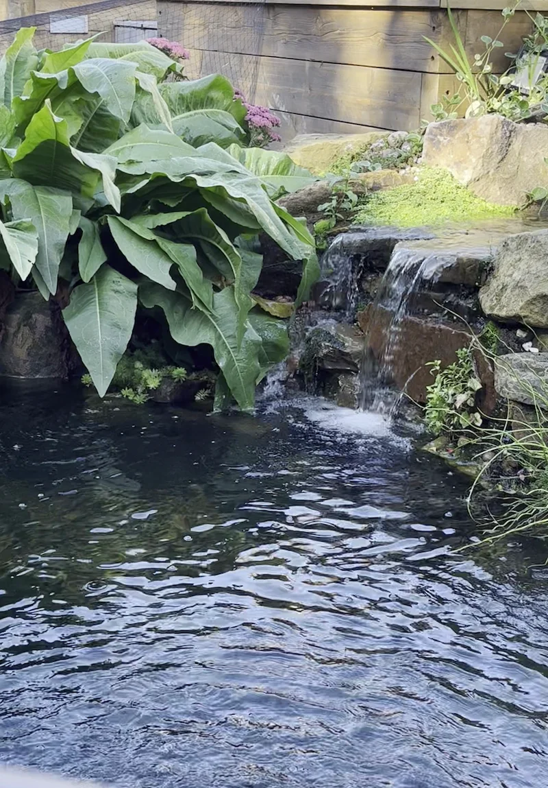 Wildlife Ponds & Natural Garden Ponds Manchester