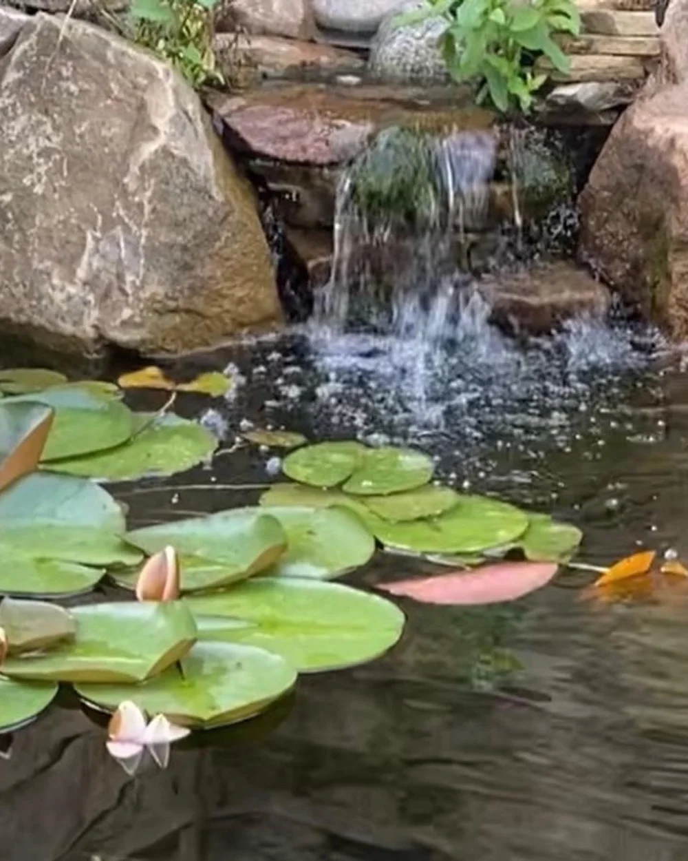 Wildlife Ponds & Natural Garden Ponds Manchester