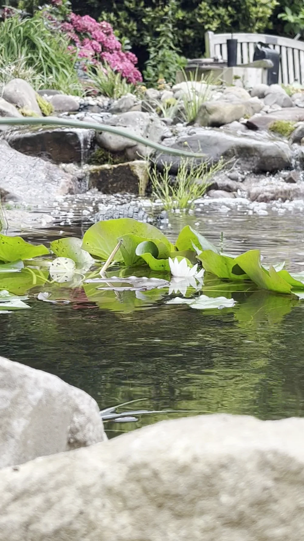 Wildlife Ponds & Natural Garden Ponds Manchester